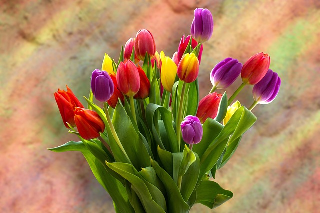 Bukiet tulipanów