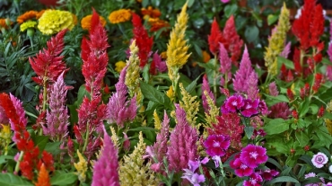 Pokazy florystyczne